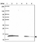 Anti-COX6A1 antibody produced in rabbit Prestige Antibodies® Powered by Atlas Antibodies, affinity isolated antibody, buffered aqueous glycerol solution