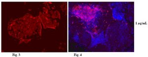 Anti-Epithelial Cell Adhesion Molecule (EpCAM) Antibody, clone 8 clone mab 8, from mouse