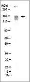 Anti-CEACAM1/CD66a Antibody, clone B3-17 clone B3-17, from mouse