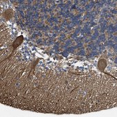 Anti-MMRN2 antibody produced in rabbit Prestige Antibodies® Powered by Atlas Antibodies, affinity isolated antibody, buffered aqueous glycerol solution