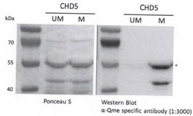 Anti-Methyl-Glutamine from rabbit