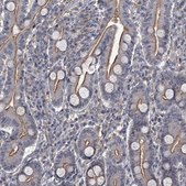 Anti-FLVCR2 antibody produced in rabbit Prestige Antibodies® Powered by Atlas Antibodies, affinity isolated antibody, buffered aqueous glycerol solution