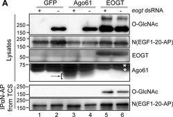 Monoclonal Anti-β-O-Linked N-Acetylglucosamine antibody produced in mouse clone CTD110.6, purified from hybridoma cell culture