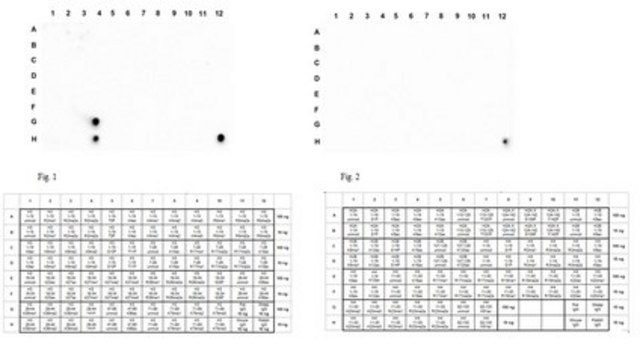 Anti-phospho Histone H3 (Tyr41) Antibody| ABE566 from rabbit, purified by affinity chromatography