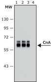 Anti-Calcineurin (α-Subunit) antibody, Mouse monoclonal clone CN-A1, purified from hybridoma cell culture