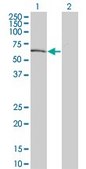 Monoclonal Anti-DYRK2 antibody produced in mouse clone 6E2, purified immunoglobulin, buffered aqueous solution