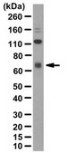 Anti-EBF-1 Antibody from rabbit, purified by affinity chromatography