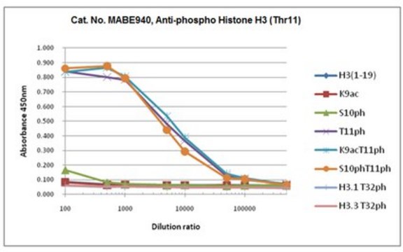 Anti-phospho Histone H3 (Thr11) Antibody, clone 6G12C5 clone 6G12C5, 1&#160;mg/mL, from rat