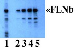 Anti-Filamin B Antibody Chemicon®, from rabbit