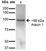 Monoclonal Anti-Ankyrin R-Allophycocyanin antibody produced in mouse clone S388A-10