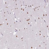 Anti-TCFL5 antibody produced in rabbit Prestige Antibodies® Powered by Atlas Antibodies, affinity isolated antibody, buffered aqueous glycerol solution