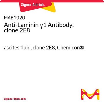 Anti-Laminin &#947;1 Antibody, clone 2E8 ascites fluid, clone 2E8, Chemicon&#174;