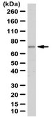 Anti-ARHGAP36 Antibody from rabbit, purified by affinity chromatography