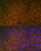 Anti-FMO3 Antibody, clone 6Q10X9, Rabbit Monoclonal