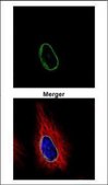 Anti-POM121 antibody produced in rabbit affinity isolated antibody, buffered aqueous solution