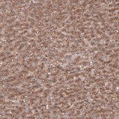Anti-SEC31A antibody produced in rabbit Prestige Antibodies® Powered by Atlas Antibodies, affinity isolated antibody, buffered aqueous glycerol solution