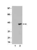 Anti-IDO (Indoleamine 2,3-Dioxygenase) Antibody, clone 10.1 clone 10.1, Upstate®, from mouse