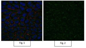 Anti-Active-β-Catenin Antibody, clone 8E7, Alexa Fluor™ 488 clone 8E7, from mouse, ALEXA FLUOR™ 488