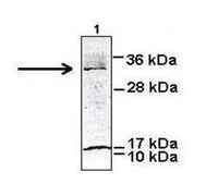 Anti-SIAH1 (AB1) antibody produced in rabbit IgG fraction of antiserum