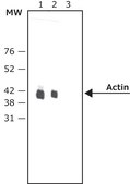 Anti-Mouse IgG (Fc specific)–Peroxidase antibody produced in goat affinity isolated antibody, buffered aqueous solution