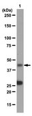 Anti-SIRT7 Antibody from rabbit, purified by affinity chromatography