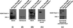 Anti-monoubiquitin H2A Antibody (Lys119) from rabbit, purified by affinity chromatography