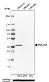 Anti-DNAJC17 antibody produced in rabbit Prestige Antibodies® Powered by Atlas Antibodies, affinity isolated antibody, buffered aqueous glycerol solution