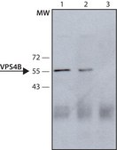 Anti-VPS4 antibody produced in rabbit ~1.0 mg/mL, affinity isolated antibody, buffered aqueous solution