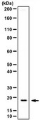 Anti-ORMDL3 Antibody from rabbit, purified by affinity chromatography