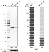Anti-GOT2 antibody produced in rabbit Prestige Antibodies® Powered by Atlas Antibodies, affinity isolated antibody, buffered aqueous glycerol solution
