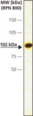 Anti-α-E-Catenin antibody produced in rabbit IgG fraction of antiserum, buffered aqueous solution