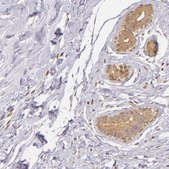 Anti-IMPDH2 antibody produced in rabbit Prestige Antibodies® Powered by Atlas Antibodies, affinity isolated antibody, buffered aqueous glycerol solution