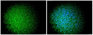 Anti-Nuclei Antibody, clone 235-1, Alexa Fluor™ 488 conjugate clone 235-1, from mouse, ALEXA FLUOR™ 488