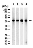 Anti-STXBP1/MUNC18-1 Antibody, clone 2K7 ZooMAb® Rabbit Monoclonal recombinant, expressed in HEK 293 cells