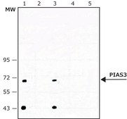 Monoclonal Anti-PIAS3 マウス宿主抗体 ~2 mg/mL, clone PIA3, purified immunoglobulin, buffered aqueous solution