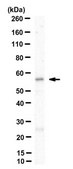 Anti-GABA(A) Receptor α2 Antibody, clone N399/19 clone N399/19, from mouse