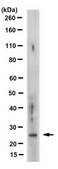 Anti-FGF-9 Antibody, clone 3A10.1 clone 3A10.1, from mouse