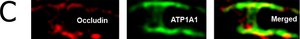 Anti-Na+/K+ ATPase α-1 Antibody, clone C464.6 clone C464.6, Upstate®, from mouse