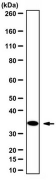 Anti-CDK1/CDC2 Antibody (C-Term) serum, Upstate&#174;