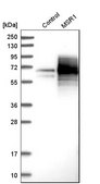 Anti-MSR1 antibody produced in rabbit Prestige Antibodies® Powered by Atlas Antibodies, affinity isolated antibody, buffered aqueous glycerol solution
