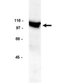 Anti-Na+/K+ ATPase α-1 Antibody Upstate®, from rabbit