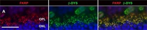 Anti-Collagen Antibody, Type IV Chemicon®, from rabbit