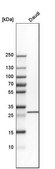 Anti-THG1L antibody produced in rabbit Prestige Antibodies® Powered by Atlas Antibodies, affinity isolated antibody, buffered aqueous glycerol solution