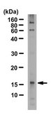 Anti-phospho Histone H3 (Tyr41) Antibody 1 mg/mL, from rabbit
