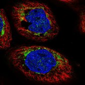 Anti-CHCHD6 antibody produced in rabbit Prestige Antibodies® Powered by Atlas Antibodies, affinity isolated antibody, buffered aqueous glycerol solution