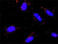 Monoclonal Anti-RPS6KA5 antibody produced in mouse clone 2B11, purified immunoglobulin, buffered aqueous solution