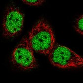 Anti-GTF3C5 antibody produced in rabbit Prestige Antibodies® Powered by Atlas Antibodies, affinity isolated antibody, buffered aqueous glycerol solution