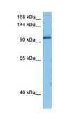 Anti-TAF1 antibody produced in rabbit affinity isolated antibody