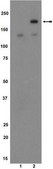 Anti-phospho-VEGFR2/Flk-1/KDR (Tyr1054) Antibody Upstate®, from rabbit