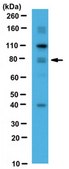 Anti-LRFN4 Antibody from rabbit, purified by affinity chromatography
